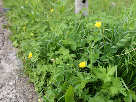 Ranunculus acris var. nipponicus