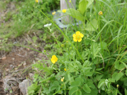 Ranunculus acris var. nipponicus