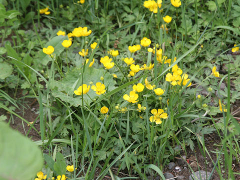 Ranunculus acris var. nipponicus