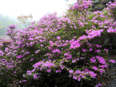 Rhododendron kiusianum