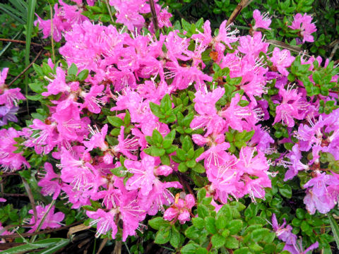 Rhododendron kiusianum