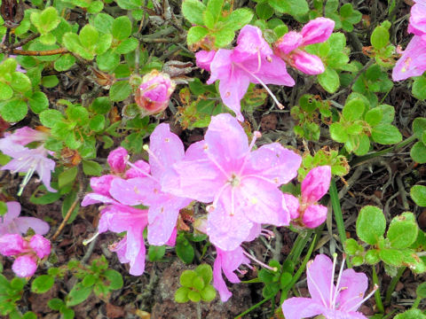 Rhododendron kiusianum