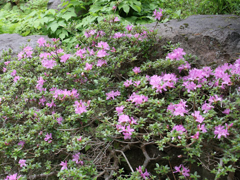 Rhododendron kiusianum