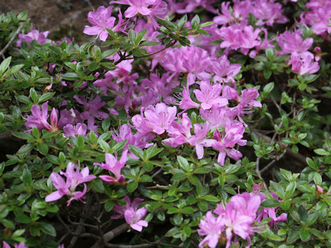 Rhododendron kiusianum