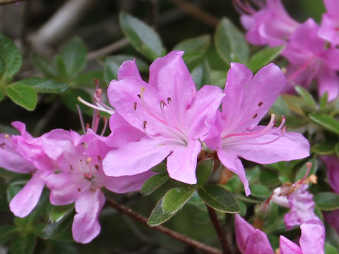 Rhododendron kiusianum