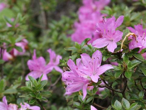 Rhododendron kiusianum