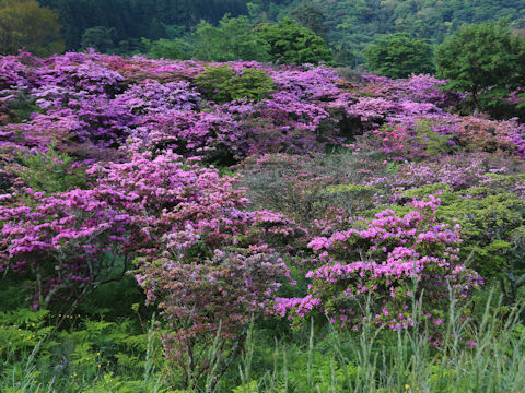 Rhododendron kiusianum