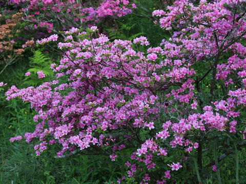 Rhododendron kiusianum