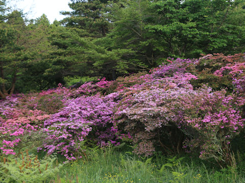 Rhododendron kiusianum