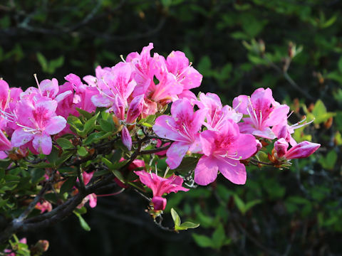 Rhododendron kiusianum