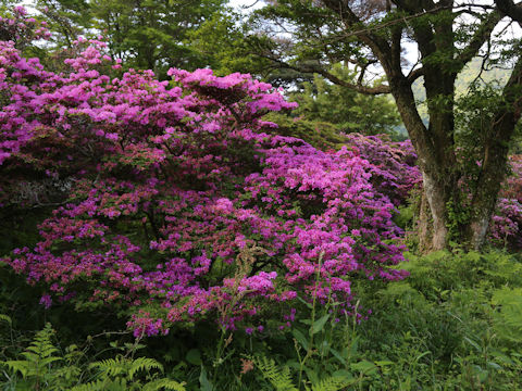 Rhododendron kiusianum