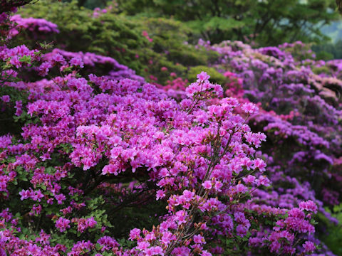 Rhododendron kiusianum