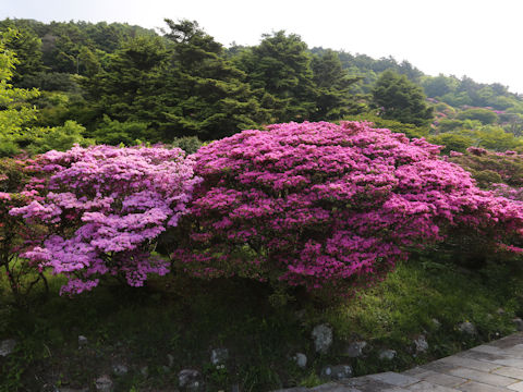 Rhododendron kiusianum