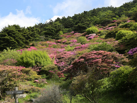 Rhododendron kiusianum