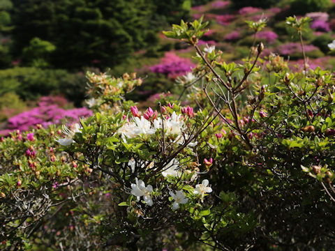Rhododendron kiusianum