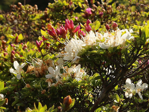 Rhododendron kiusianum