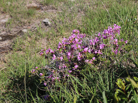 Rhododendron kiusianum