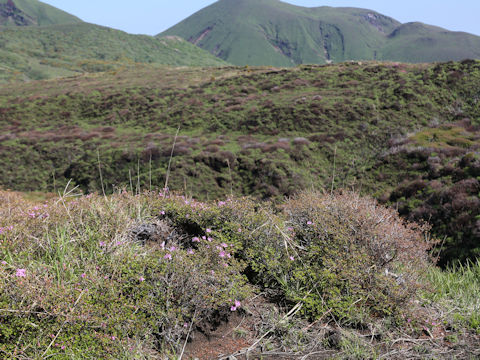 Rhododendron kiusianum