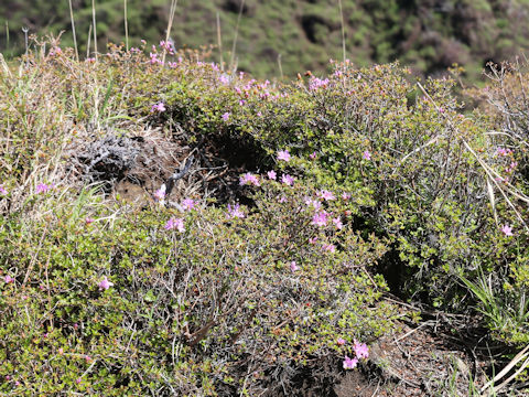 Rhododendron kiusianum