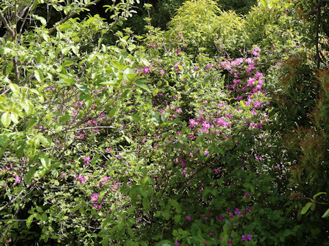 Rhododendron kiusianum