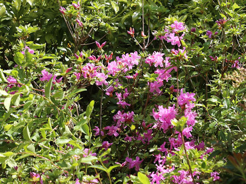 Rhododendron kiusianum
