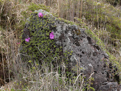 Rhododendron kiusianum