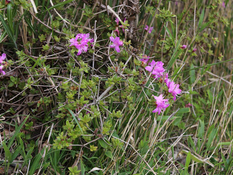 Rhododendron kiusianum