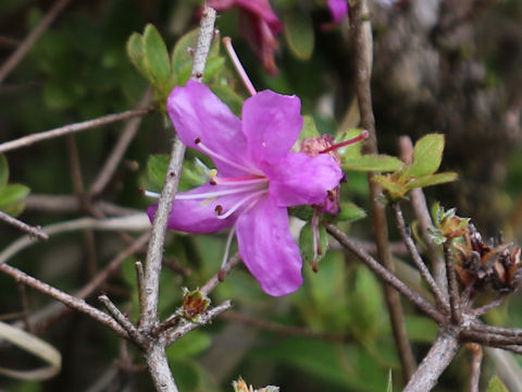 Rhododendron kiusianum