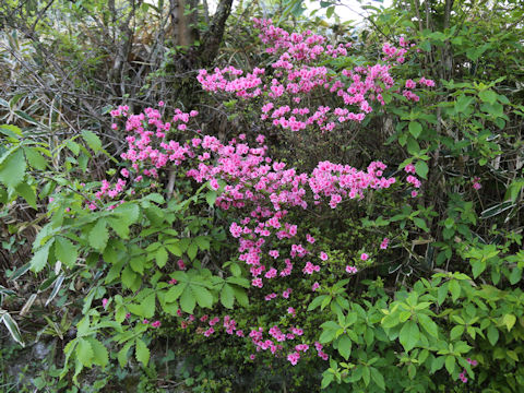 Rhododendron kiusianum