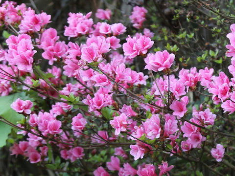 Rhododendron kiusianum