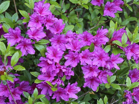 Rhododendron kiusianum