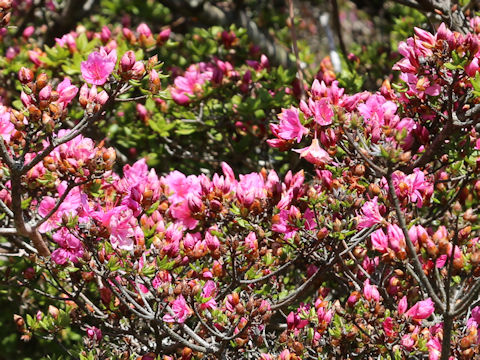 Rhododendron kiusianum