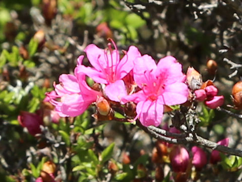 Rhododendron kiusianum