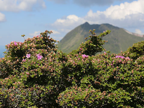 Rhododendron kiusianum
