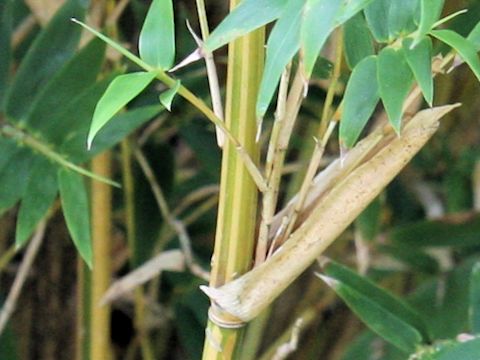 Bambusa multiplex var. elegans f. albo-striata