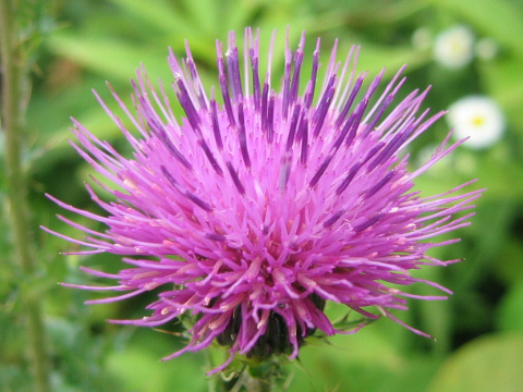 Cirsium japonicum var. ibukiense