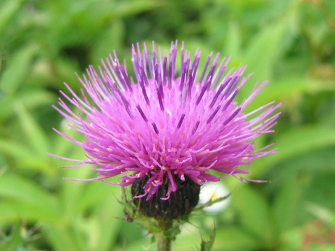 Cirsium japonicum var. ibukiense