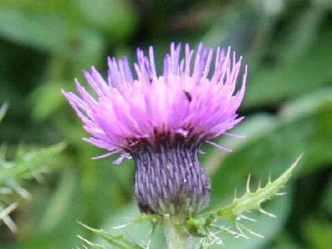 Cirsium japonicum var. ibukiense