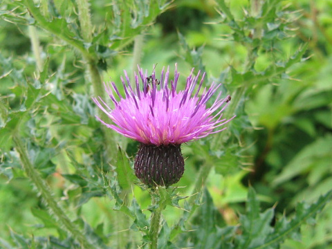 Cirsium japonicum var. ibukiense