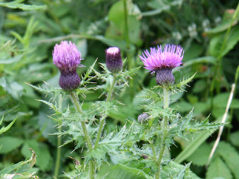 Cirsium japonicum var. ibukiense