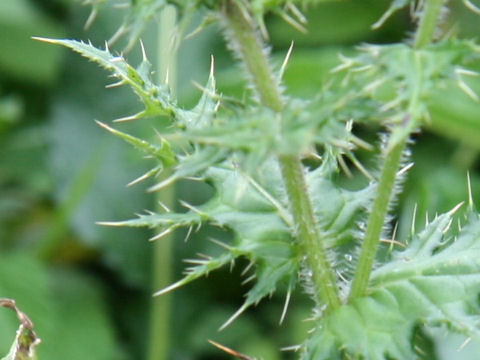 Cirsium japonicum var. ibukiense