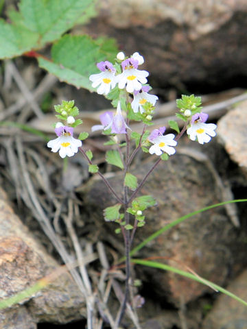 Euphrasia insignis ssp. insignis  var. insignis