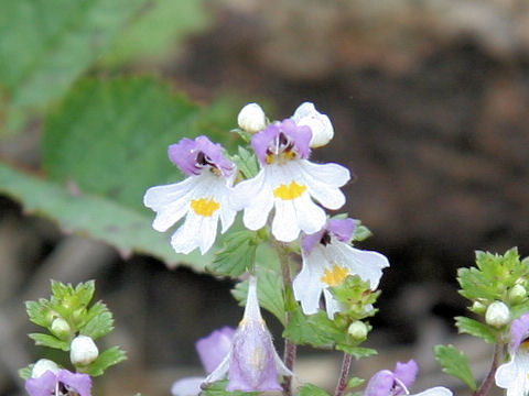 Euphrasia insignis ssp. insignis  var. insignis