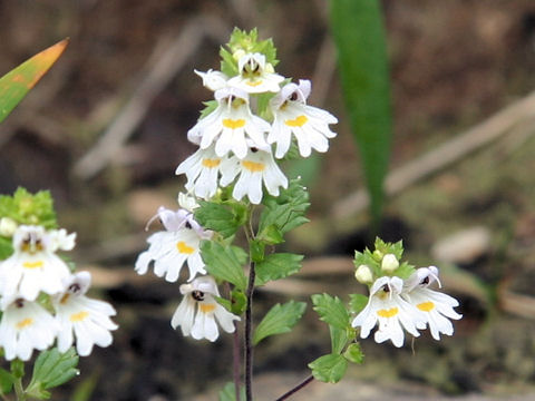 Euphrasia insignis ssp. insignis  var. insignis