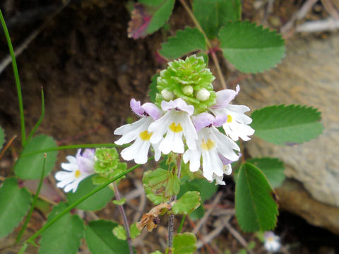 Euphrasia insignis ssp. insignis  var. insignis