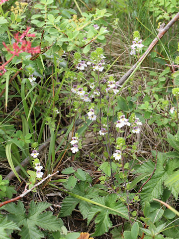 Euphrasia insignis ssp. insignis  var. insignis