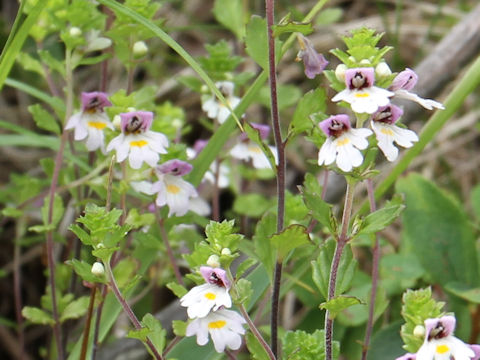 Euphrasia insignis ssp. insignis  var. insignis