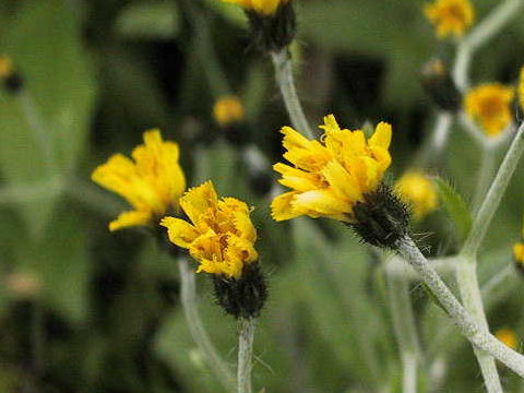 Hieracium japonicum