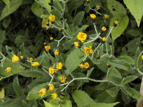 Hieracium japonicum