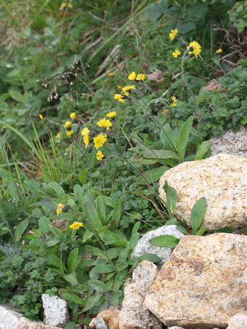 Hieracium japonicum